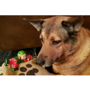 Dog looking at toy elf