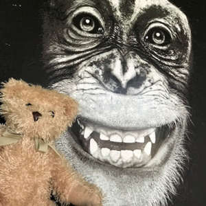 Teddy bear in front of chimpanzee poster